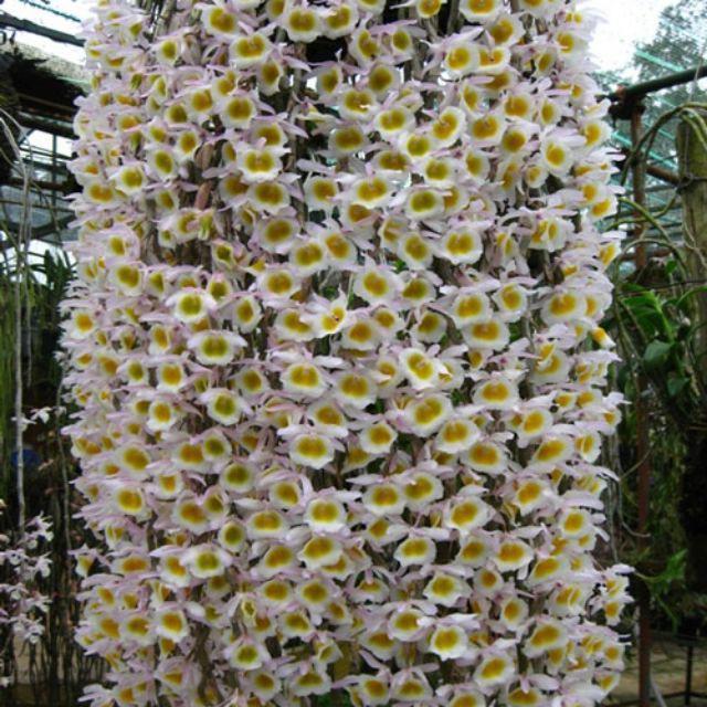 1 bó lan long tu đá hoa tím hàng rừng siêu to, hoa siêu đẹp