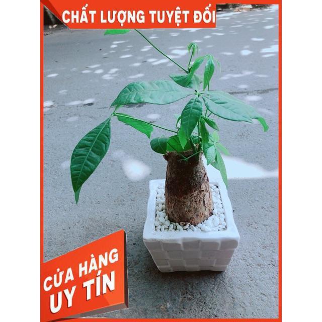 Chậu Kim Ngân Chân Voi