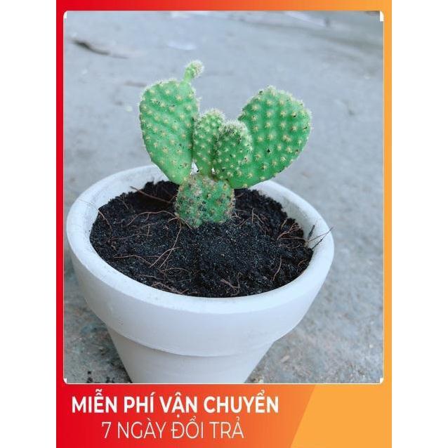 Chậu Xương Rồng Tai Thỏ Mini