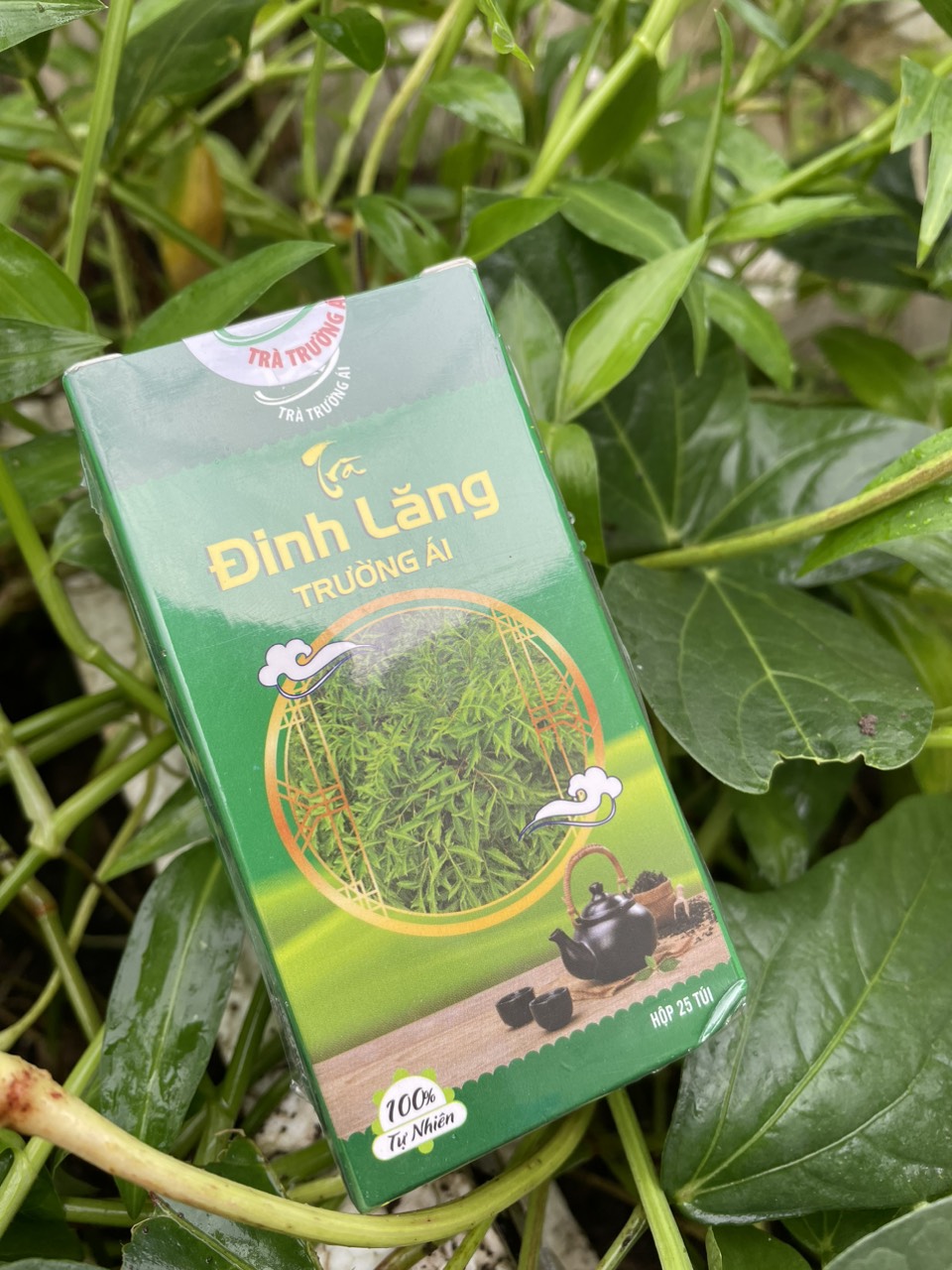 Trà Đinh lăng Trường Ái - Giúp ăn ngon, ngủ ngon, kéo dài tuổi thọ