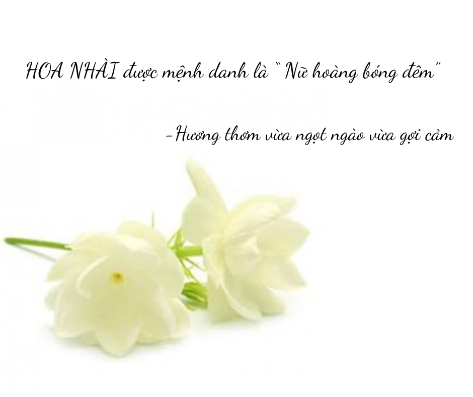 Nến Thơm, Tinh Dầu Coconut-Jasmine, Nến Thơm Thư Giãn , Chính Hãng Từ Thương Hiệu R2D, Thành Phần Tự Nhiên, Lành Tính.