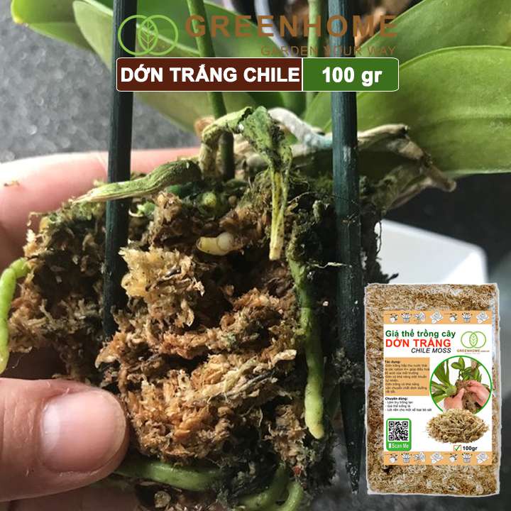 Dớn trắng Chilê, gói 100gr, đã qua xử lý, giữ ẩm tốt, kháng khuẩn tự nhiên, trồng lan, kiểng lá hiệu quả |Greenhome