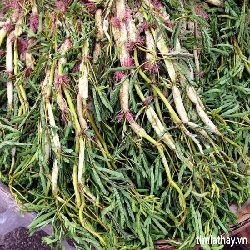Hạt Giống Rau Nhút - Rau Rút Dút CT61 - Gói 50 hạt