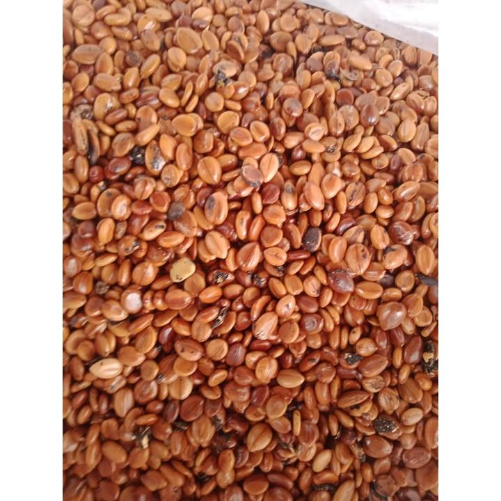 0.5 KG HẠT GIỐNG CÂY Cây Osaka Vàng - MUỒNG HOÀNG YẾN