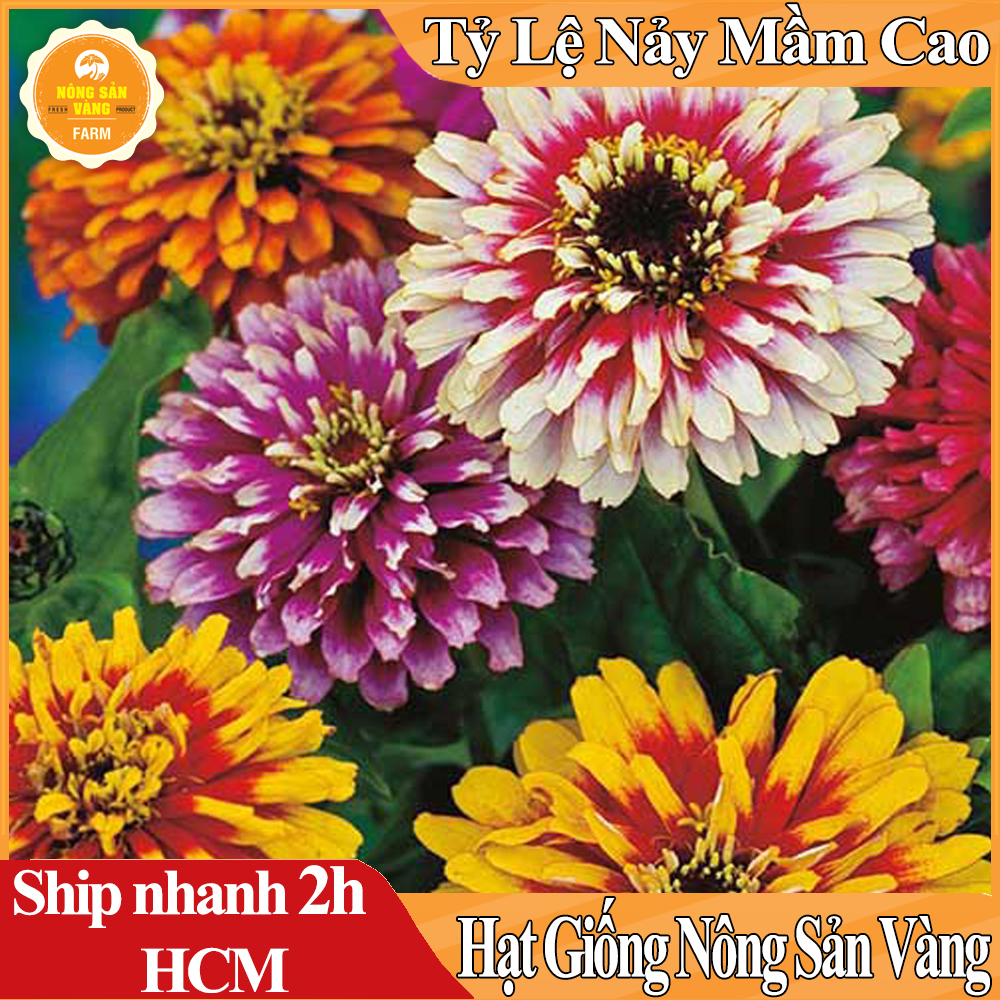 Hạt giống Hoa Cúc Đại Lý Hoa Lâu Tàn Và Mùi Hương Rất Đặt Biệc - Nông Sản Vàng