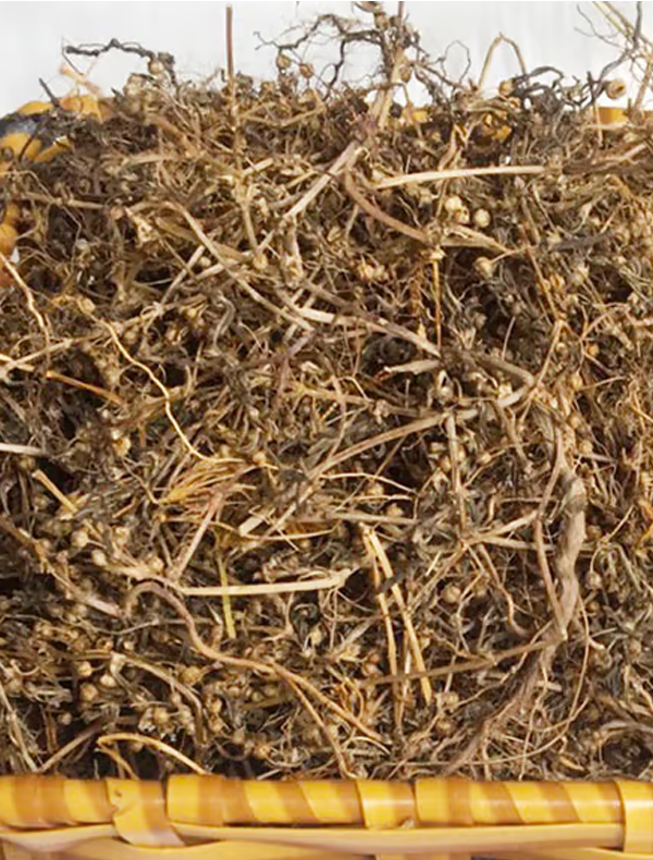 Trà Cây bạch hoa xà thiệt thảo ( Bạch hoa xà thiệt thảo khô )- Sản phẩm hữu cơ tự nhiên