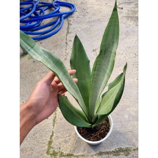 Lưỡi hổ thái bạc - Dracaena trifasciata