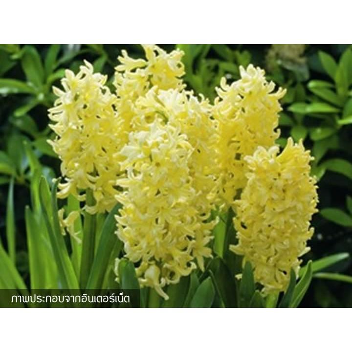 Củ giống hoa tiên ông vàng - 1 củ