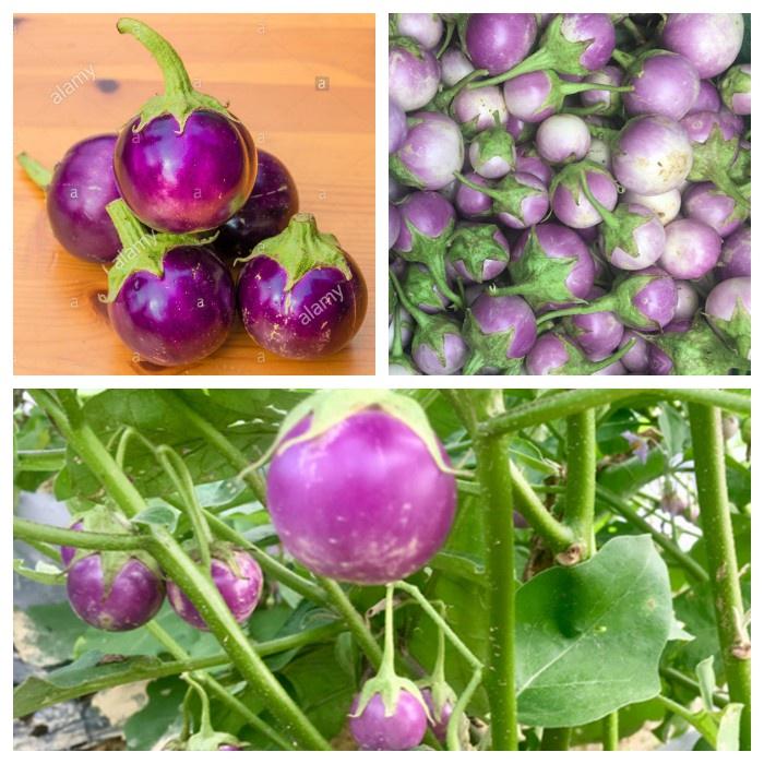 Hạt Giống Cà Ph.áo Tím-gói 2 gram/tặng kèm gói phân bón lót