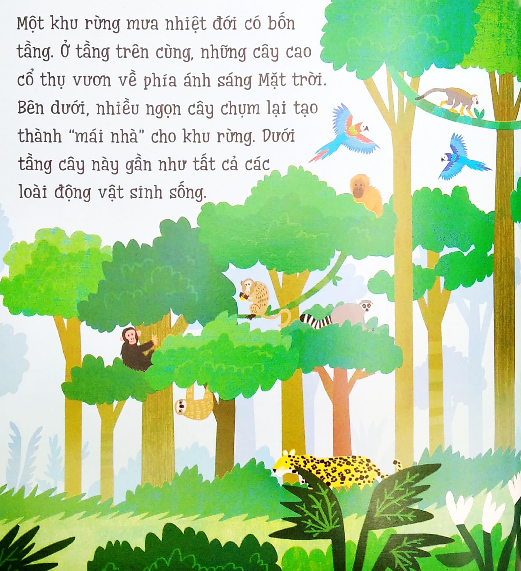 Bé Yêu Khám Phá - Điều Tuyệt Vời Trong Rừng Mưa Nhiệt Đới