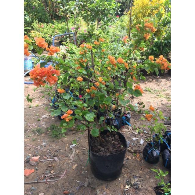 Hoa giấy đỏ cam