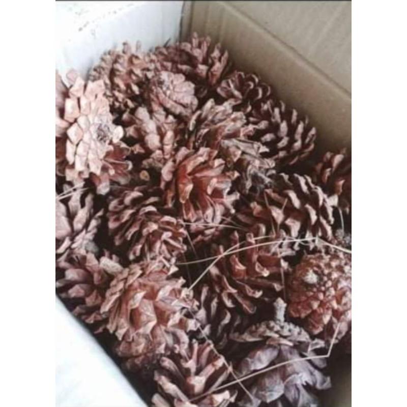 Quả Thông Khô trang trí decor