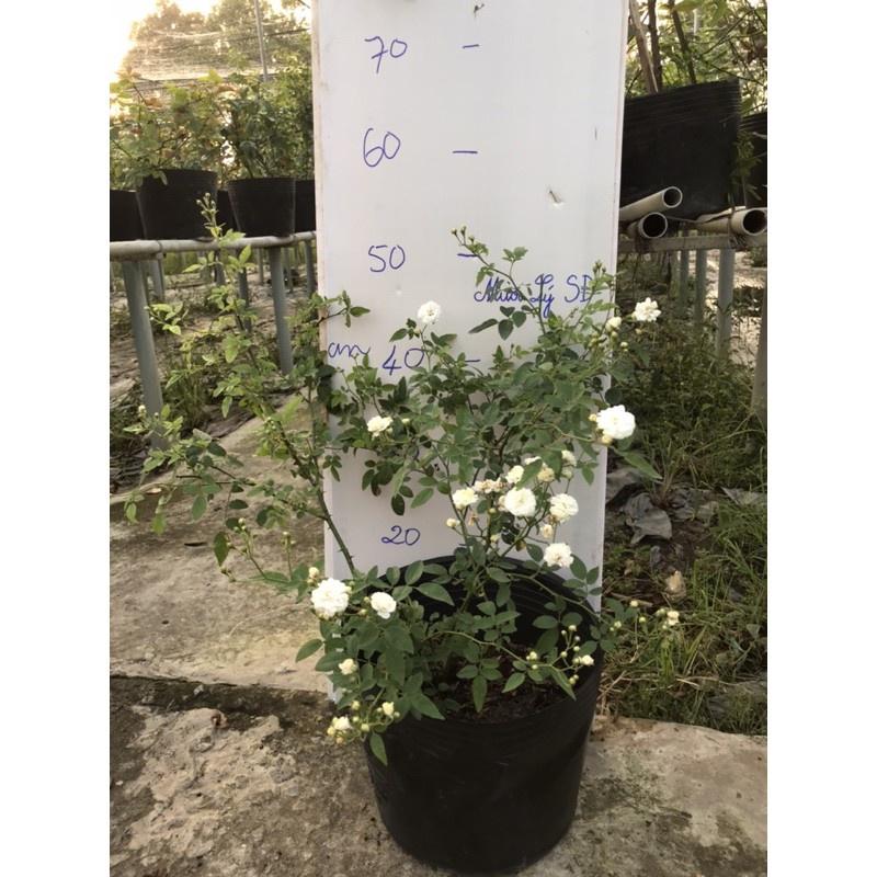 Hoa hồng cổ Bạch Trà- bầu to cây lớn trưởng thành