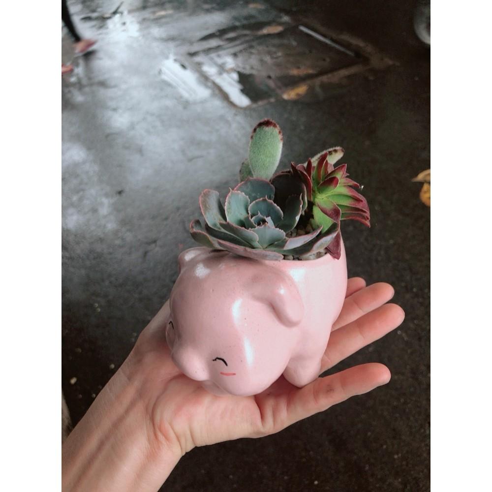 Chậu sen đá tiểu cảnh 13