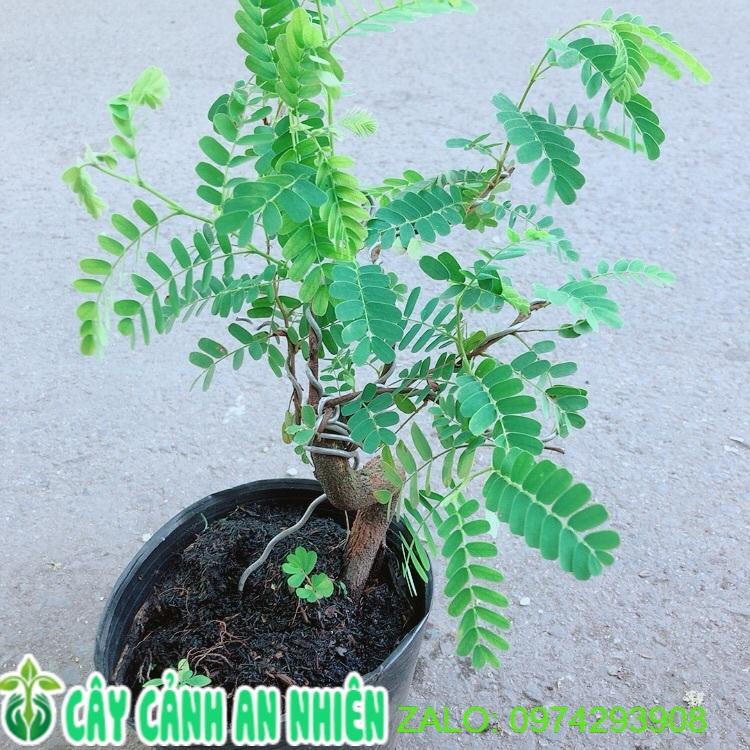 Cây Me Bonsai