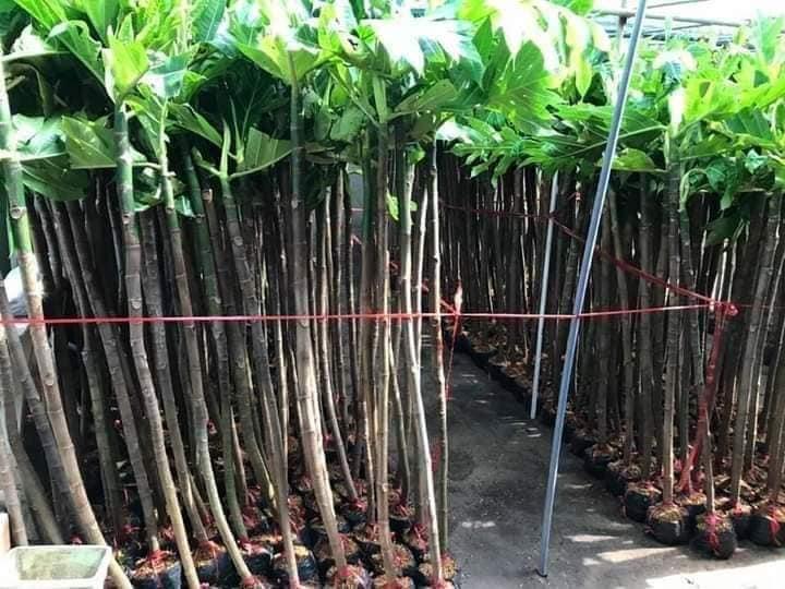 Cây giống sa ke