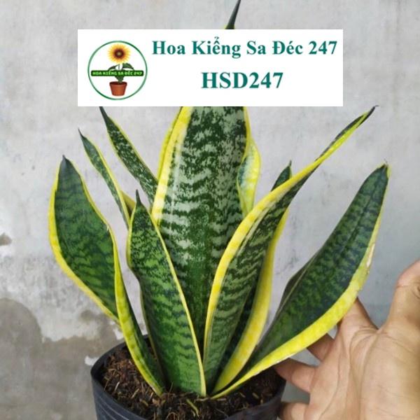 Cây lưỡi hổ thường - tặng phân bón-hoa kiểng lá-trang trí nội thất cảnh quan