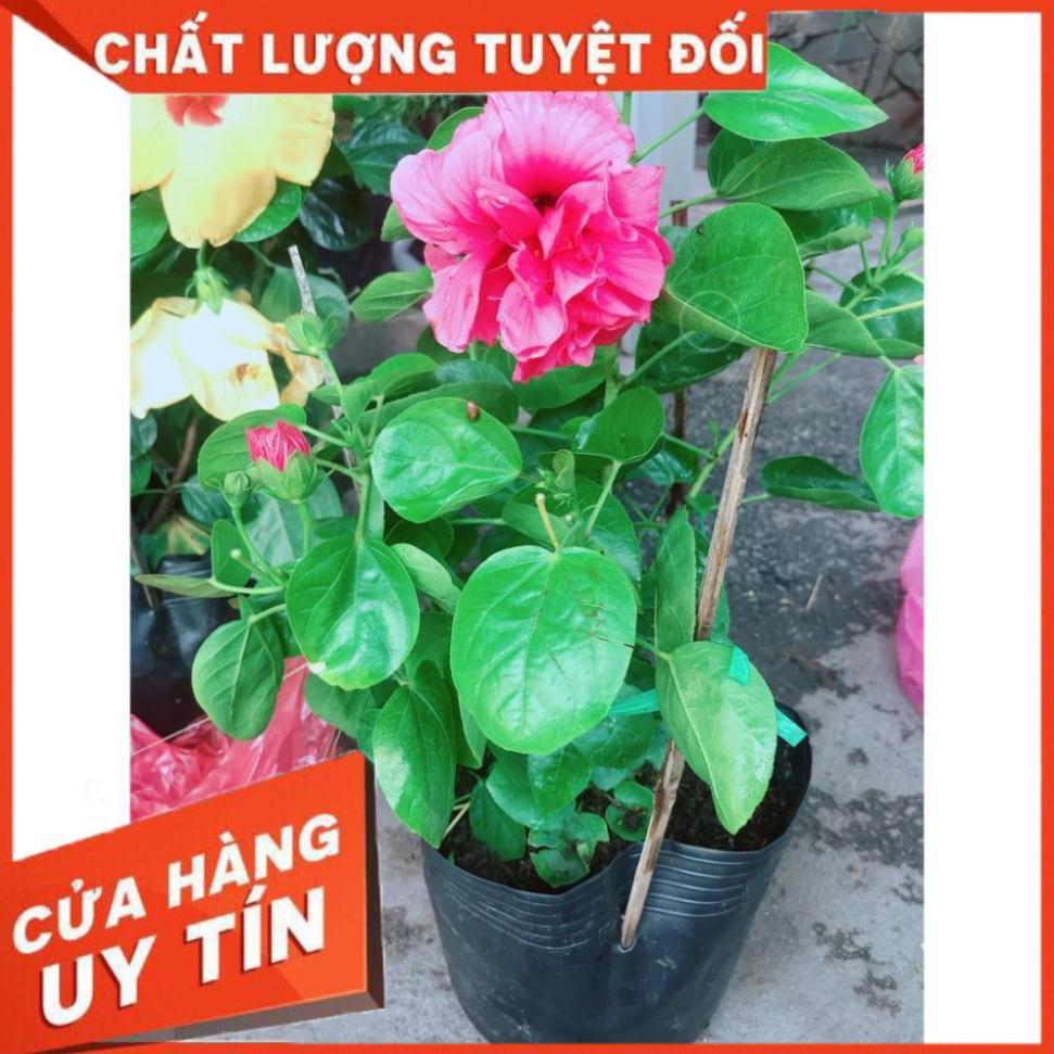 Hoa Dâm Bụt Hồng