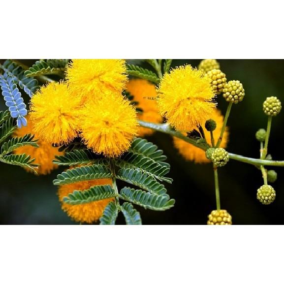 COMBO 5 GÓI HẠT GIỐNG HOA MIMOSA -HOA TRINH NỮ MIXX MÀU