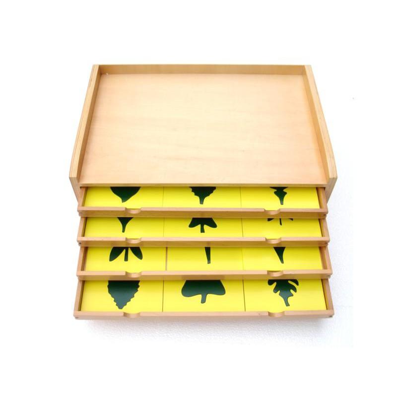 Tủ đựng mẫu lá cây - Botany Leaf Cabinet
