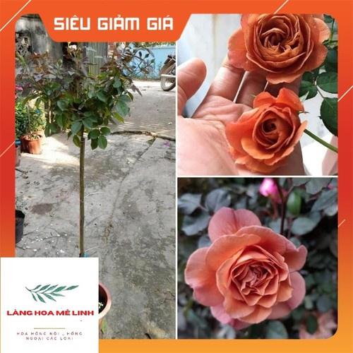 Hoa Hồng utsasime thân gỗ dáng tree cực đẹp