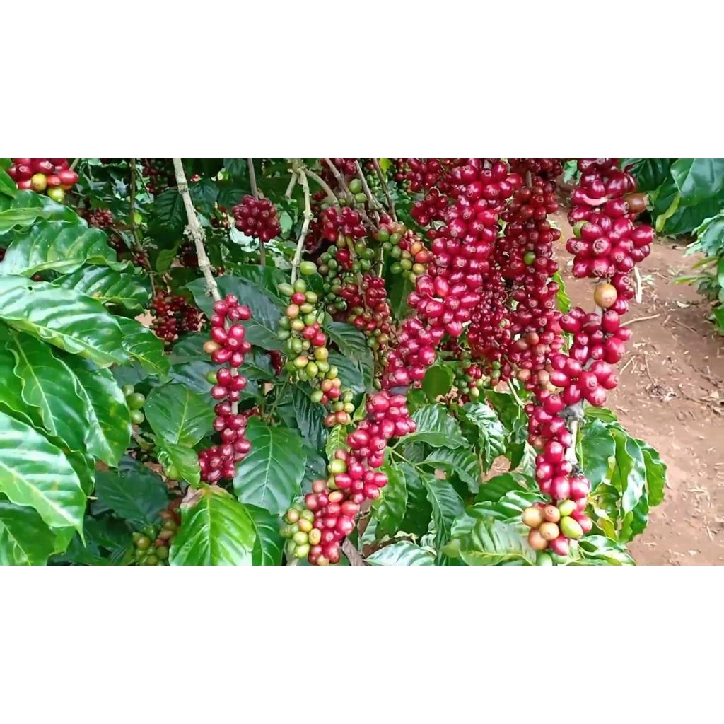 0,5 KG HẠT GIỐNG CÀ PHÊ XANH LÙN .