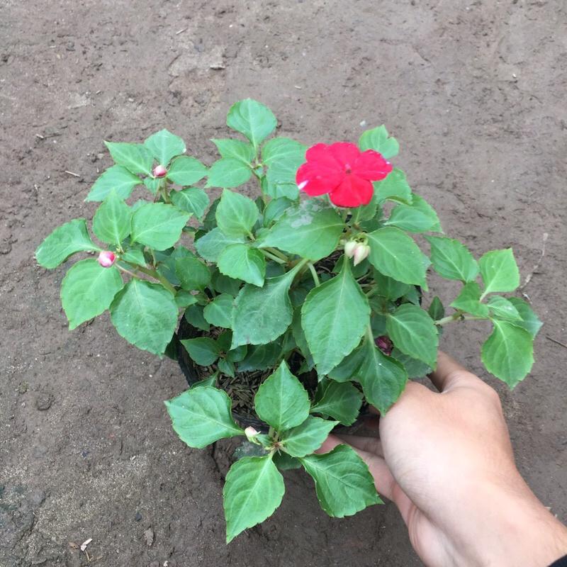 Cây ngọc thảo đơn trồng bịch đen cao 10-15cm đã có hoa và nụ như hình