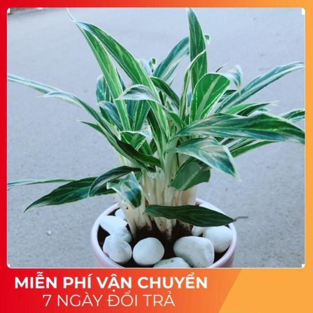 Chậu Cây Giữ Tiền