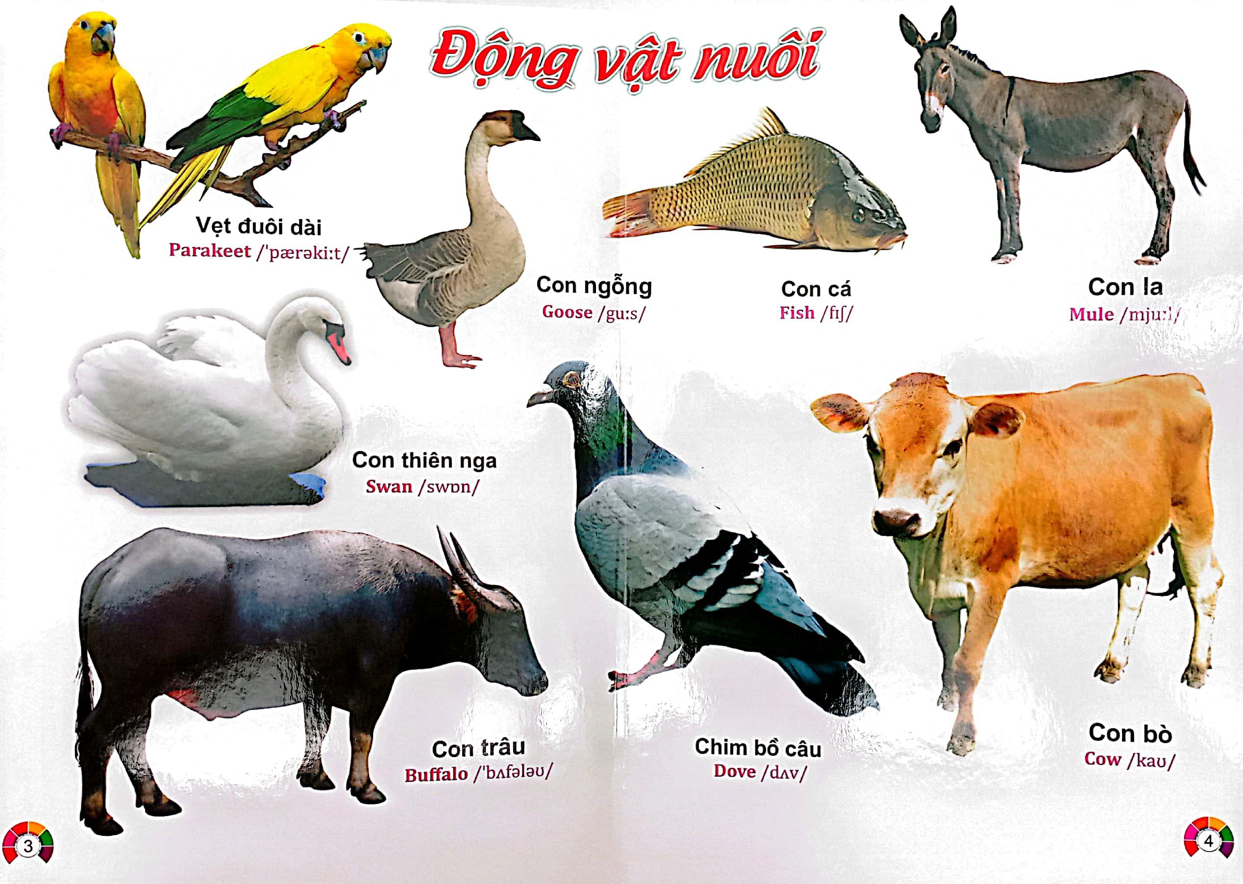 Từ Điển Bằng Tranh Động Vật - Song Ngữ Việt - Anh - Bìa Cứng