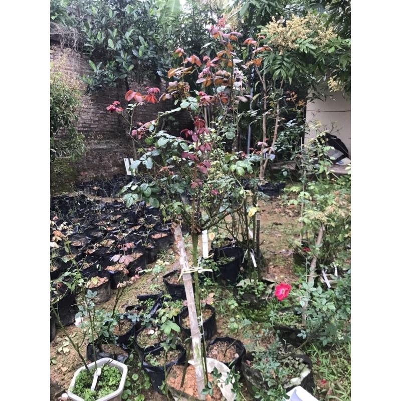 Cây hồng Julio thân gỗ dáng tree cao