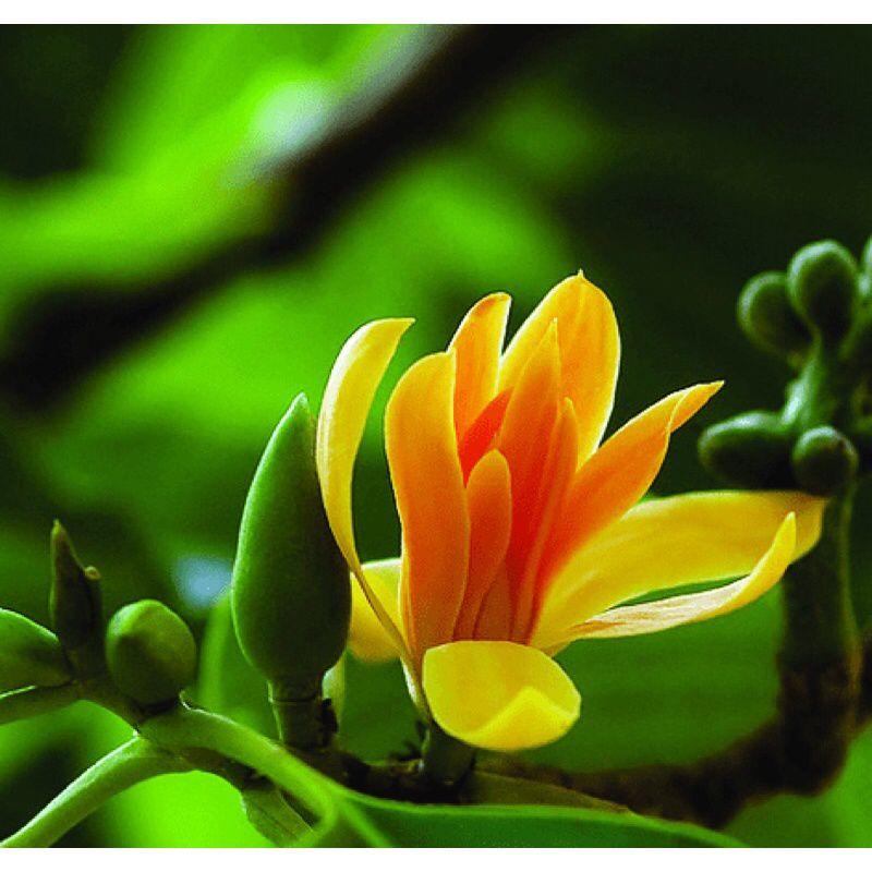 Cây hoa ngọc lan hoa vàng