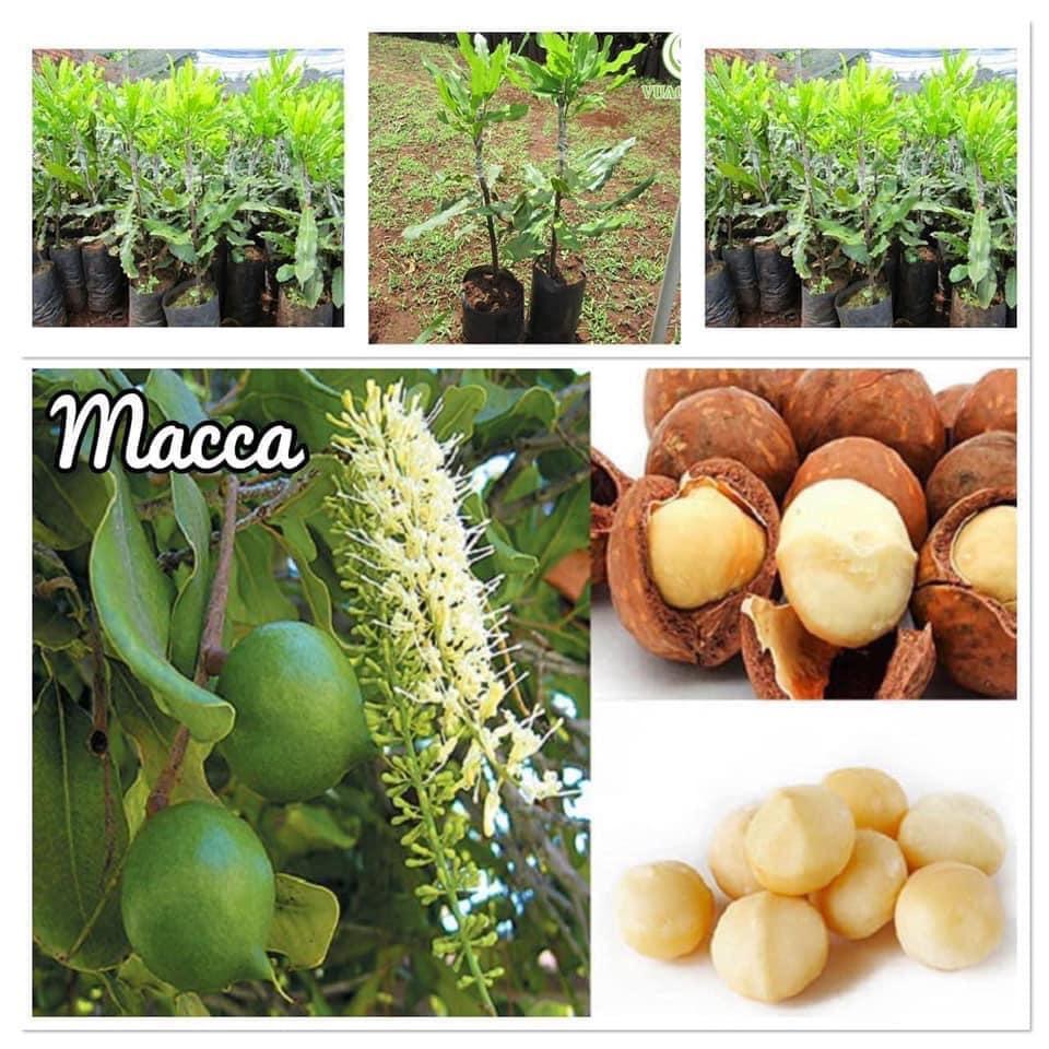 Cây giống MẮC CA OC ghép . ()