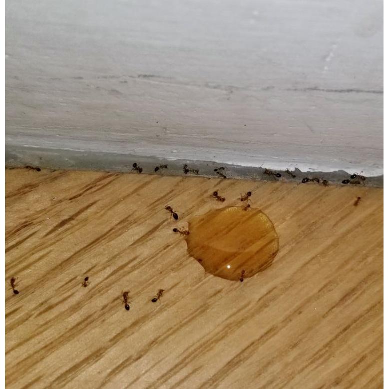 (An toàn, hiệu quả) Thuốc diệt kiến, gián sinh học dạng nhỏ giọt