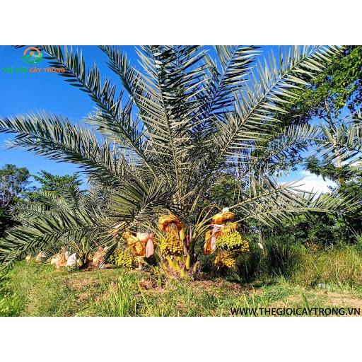 CÂY GIỐNG CHÀ LÀ