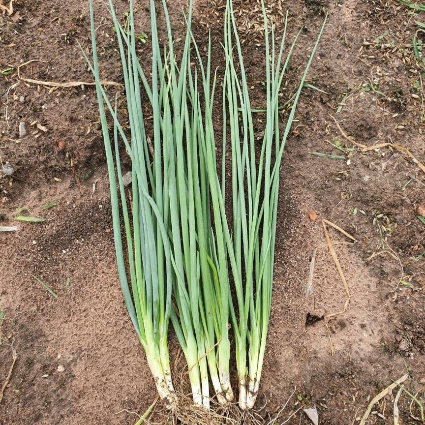 Hạt giống Hành Lá cao Sản gói 2,5gr