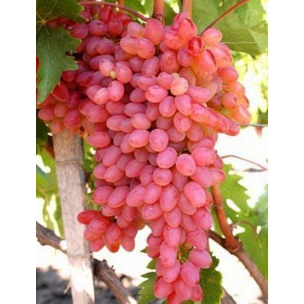 Giống Nho Ruby Hồng