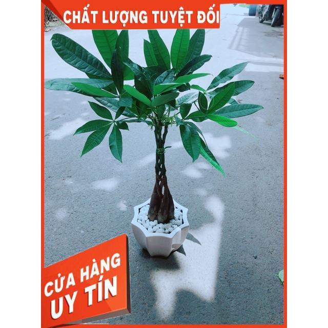 Chậu Kim Ngân 5 Thân Thắt Bính