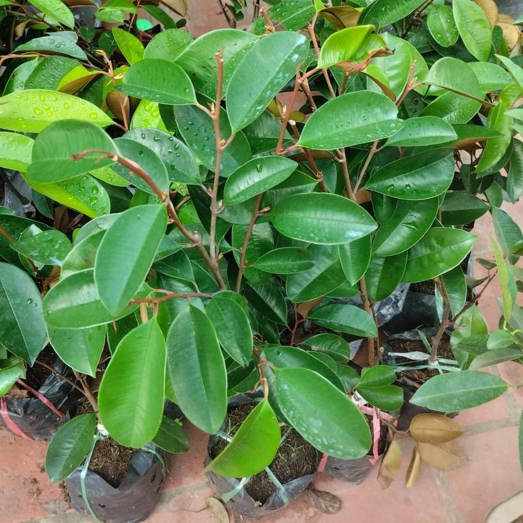 Cây Giống Vú Sữa Bơ Hồng Chín Vỏ Màu Hồng Phấn