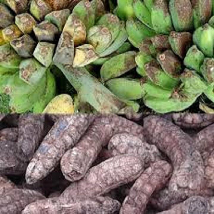 1kg chuối hột rừng khô sạch, hàng thái miếng