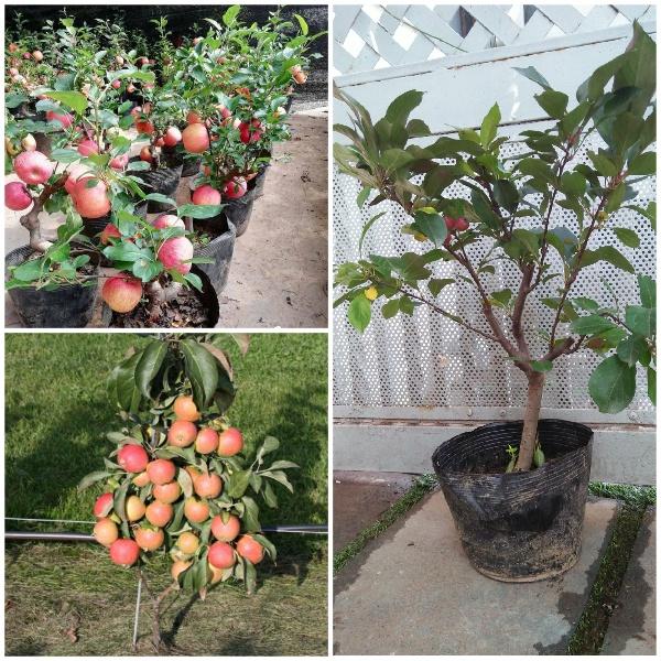 CÂY Giống Táo Đỏ Lùn - cây giống nhập khẩu