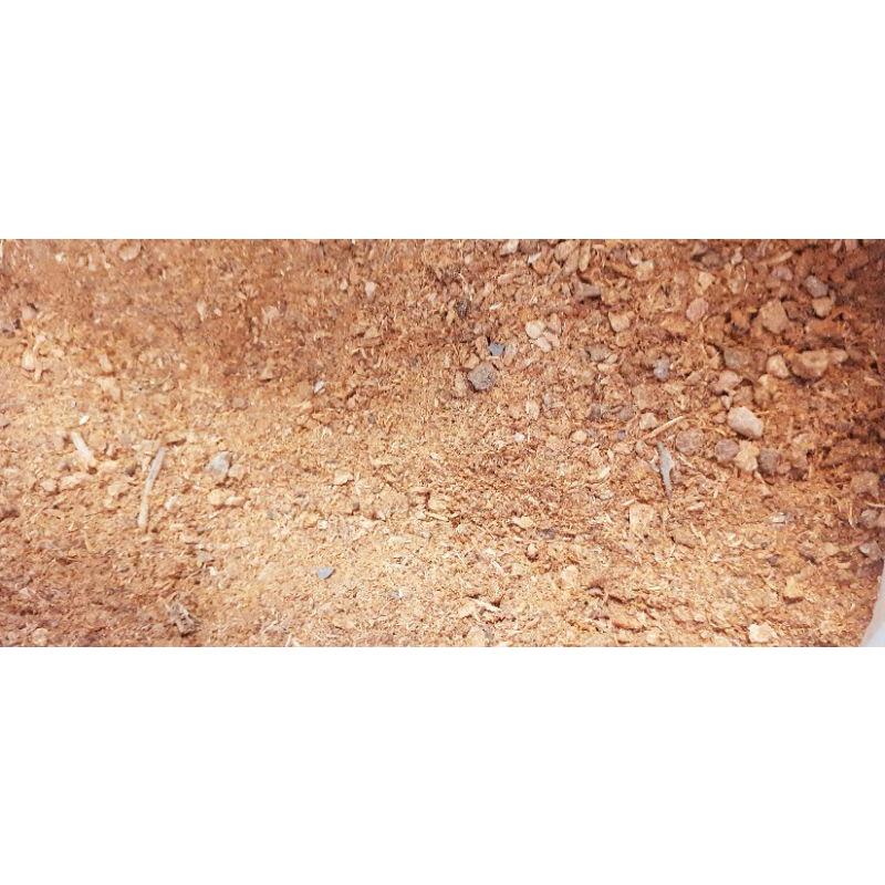 900gram hạt gáo vàng giống