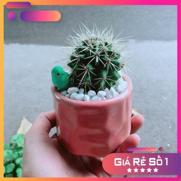 Chậu Xương Rồng Kim Hổ