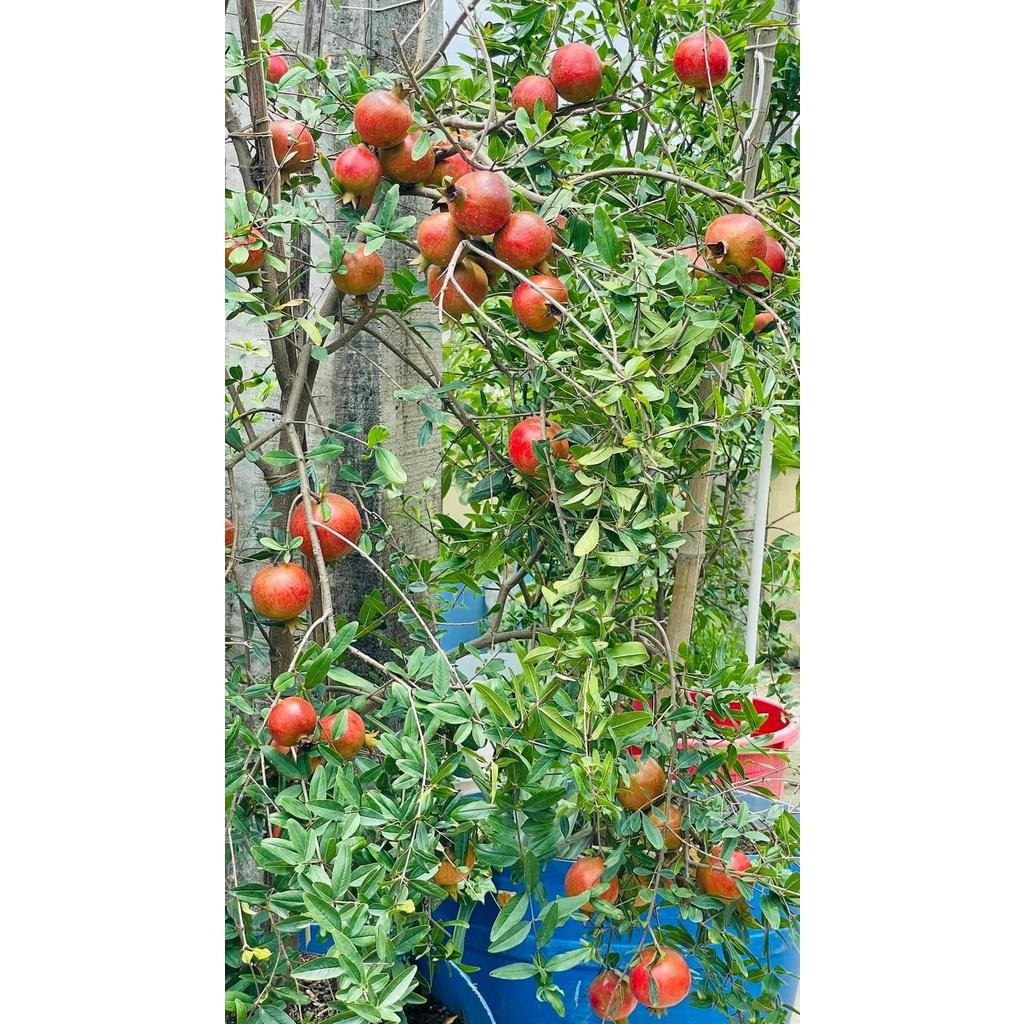CÂY LỰU LÙN THÁI LAN SIÊU QUẢ