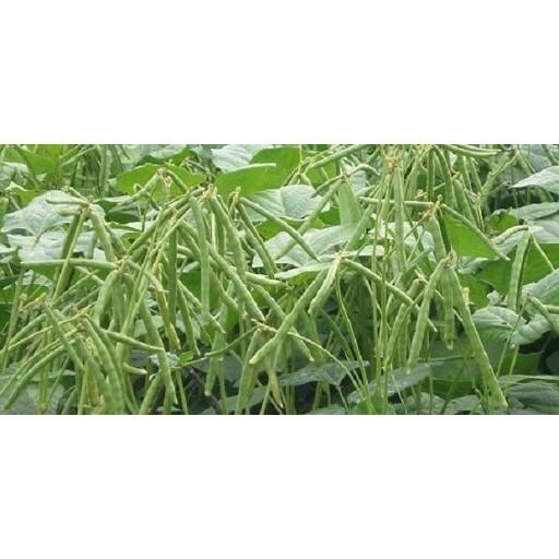 HẠT GIỐNG ĐẬU XANH CAO SẢN DX-208