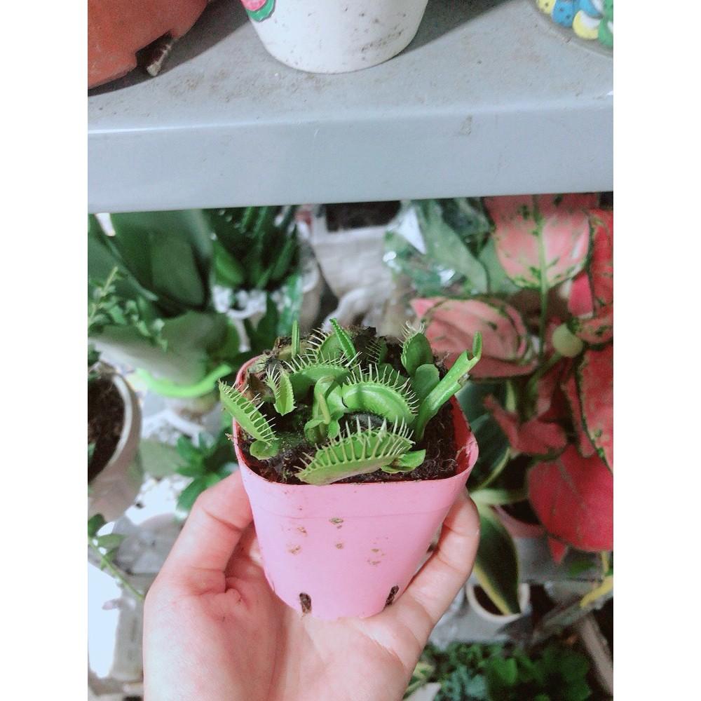 Chậu Cây Bắt Mồi