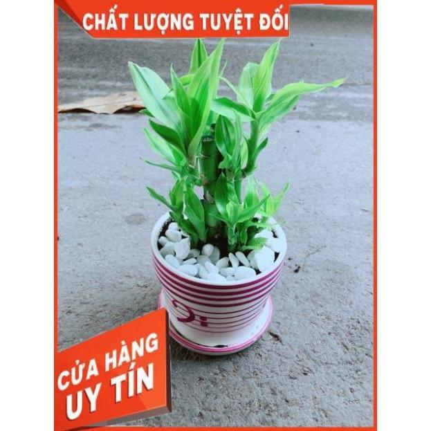 Chậu Trúc Phát Tài