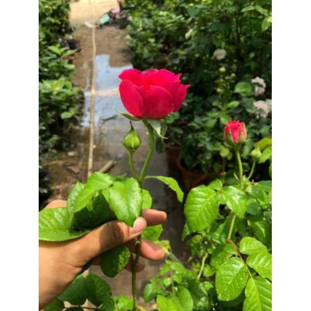 Hoa Hồng Ngoại Kate Rose