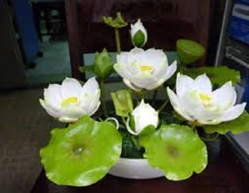 Xả hàng-----Củ Sen Trung Giống Jinse---Sale hè