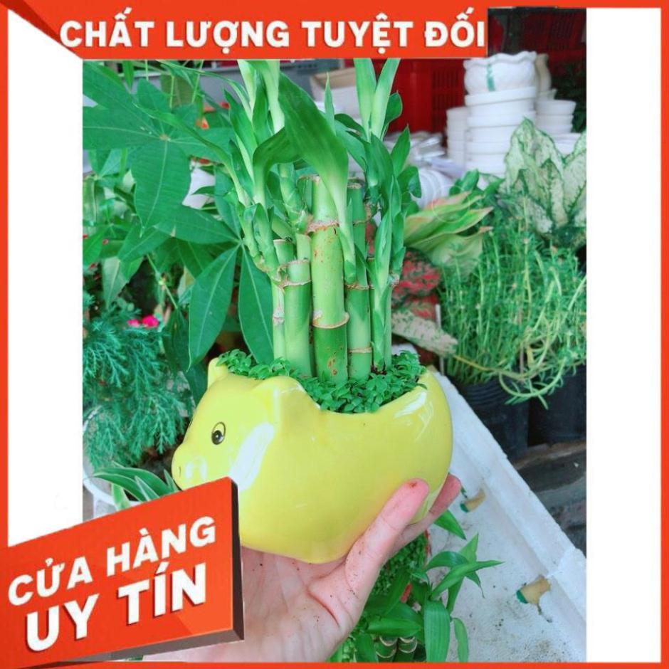 Chúc phát tài heo vàng để bàn