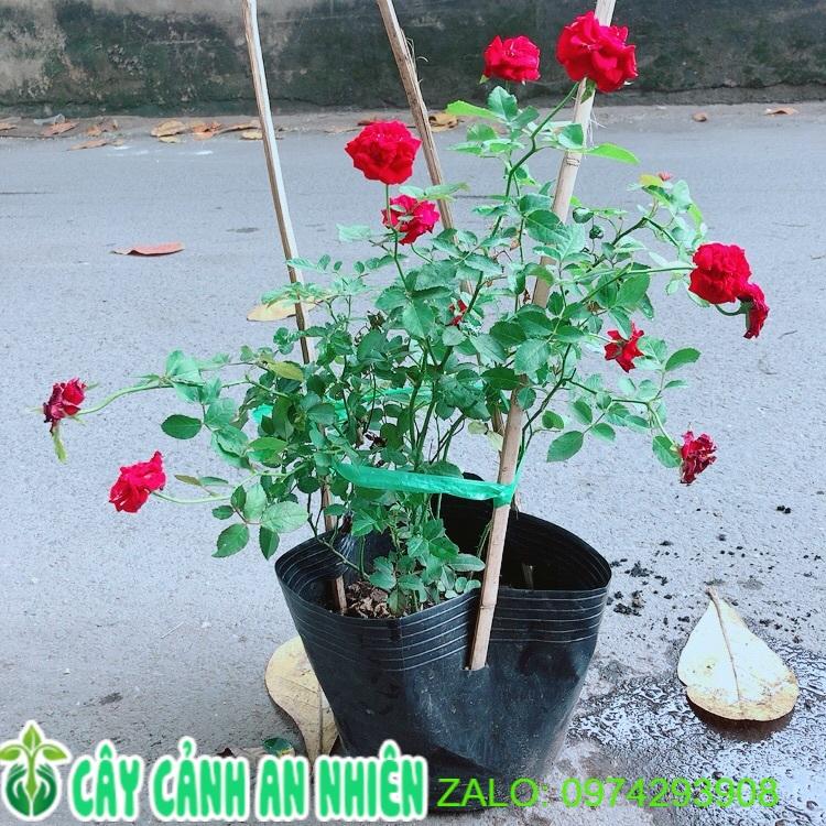 Bụi Hoa Hồng Siêu Nụ